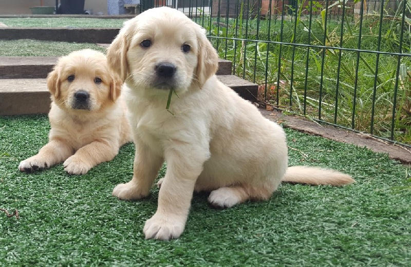 legend's girauderie of corsi - Golden Retriever - Portée née le 10/08/2016