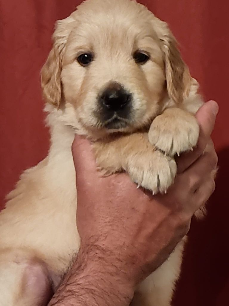 legend's girauderie of corsi - Chiot disponible  - Golden Retriever