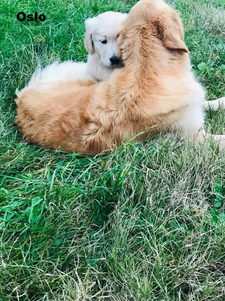 legend's girauderie of corsi - Golden Retriever - Portée née le 28/10/2018