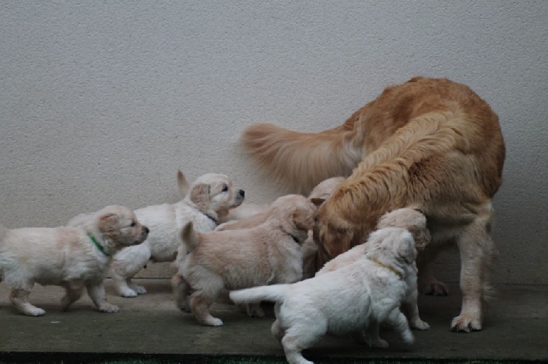 legend's girauderie of corsi - Golden Retriever - Portée née le 22/03/2015