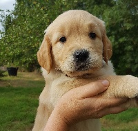 CHIOT - Mister Luigi