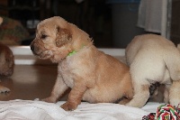 CHIOT - Mr VERT CLAIR - Loky