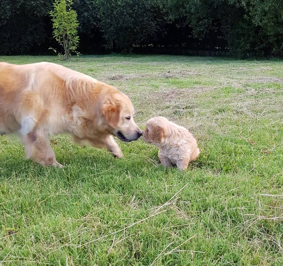 legend's girauderie of corsi - Golden Retriever - Portée née le 23/05/2018