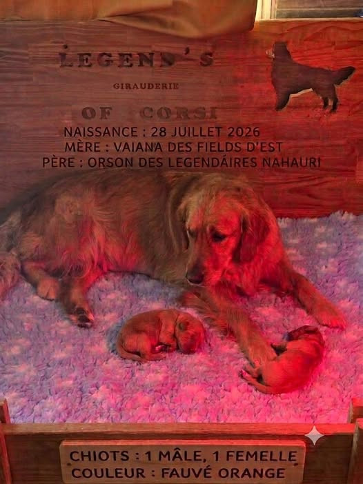 Chiot Golden Retriever legend's girauderie of corsi