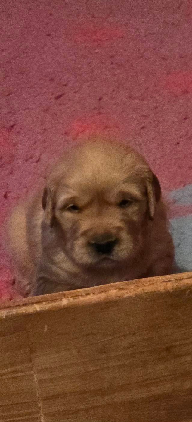 legend's girauderie of corsi - Chiots disponibles - Golden Retriever